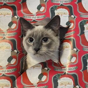 Meet your Posher, Julia